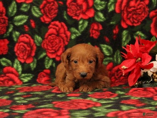 Mini Goldendoodle dogs Casper - Ad 37