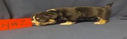 American Bully dogs for sale: American Bully 2 - Ad 1