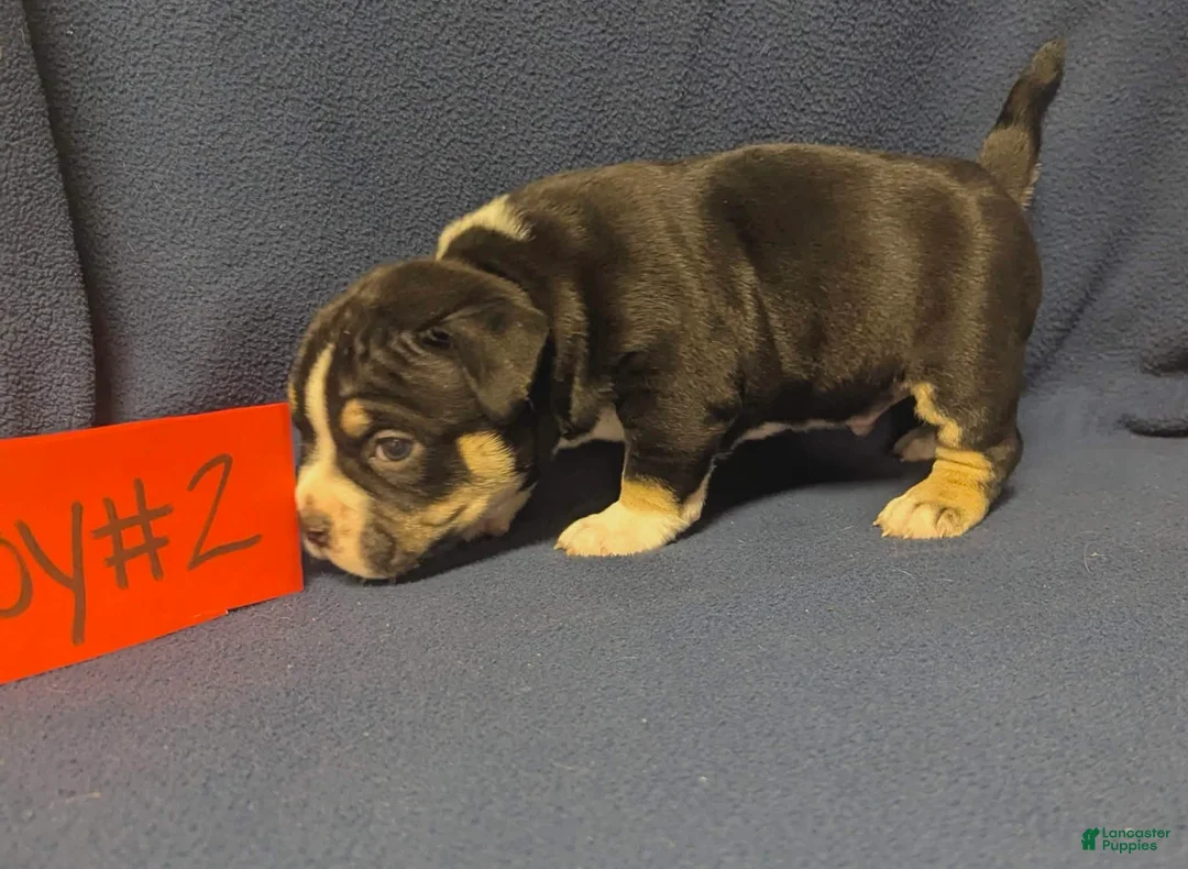 American Bully dogs for sale: American Bully 2 - Ad 1