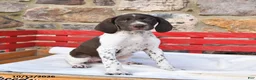 German Shorthaired Pointer dogs for sale: Popcorn - Ad 3