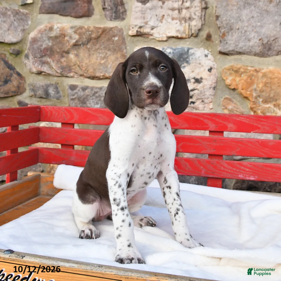 German Shorthaired Pointer dogs for sale: Popcorn - Ad 3