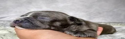 Frenchton dogs for sale: Mr. Finn - Ad 8