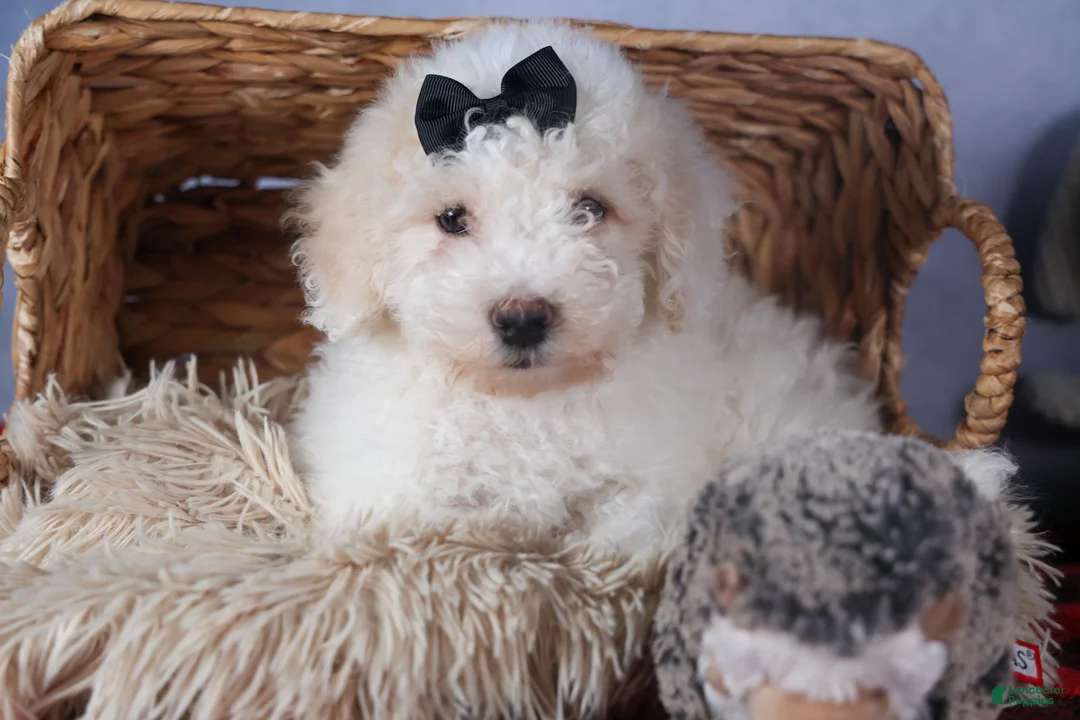 Bichpoo dogs for sale: Carmel - Ad 14