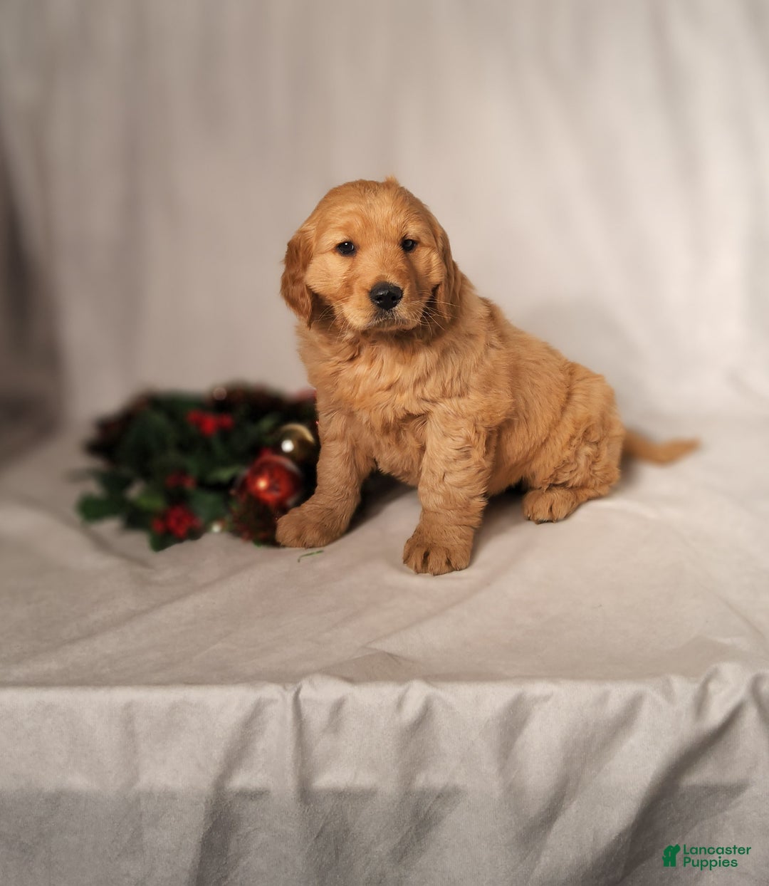 Goldendoodle dogs for sale: Betsy - Ad 13