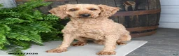 Cavapoo dogs for sale: Jasper  - Ad 7