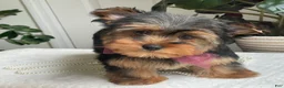 Yorkshire Terrier dogs for sale: Flo - Ad 7