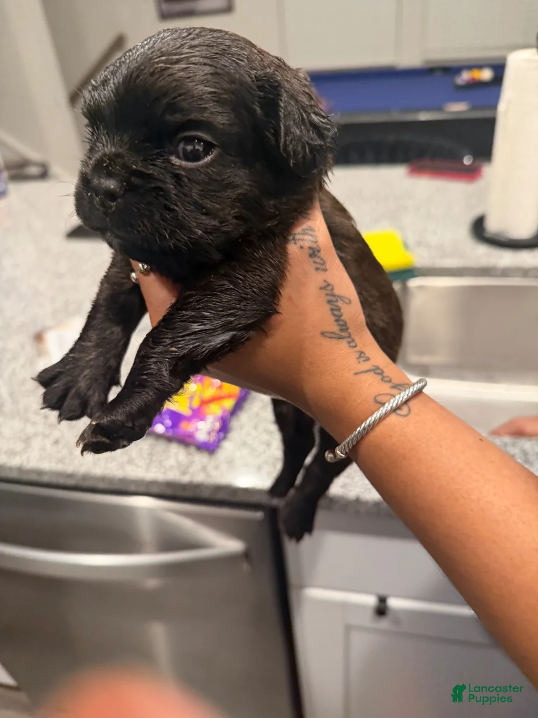 French Bulldog dogs for sale: French Bulldog Puppy 5 - Ad 2