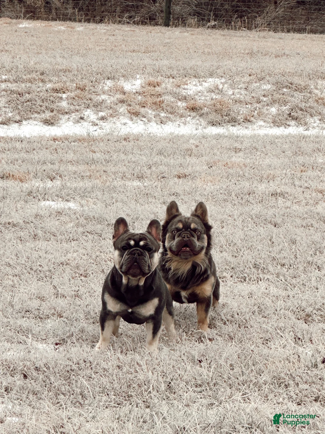 French Bulldog dogs for stud: Henry - Ad 4