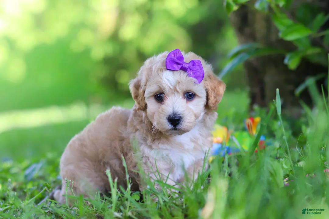 Havapoo dogs for sale: Hailey - Ad 1