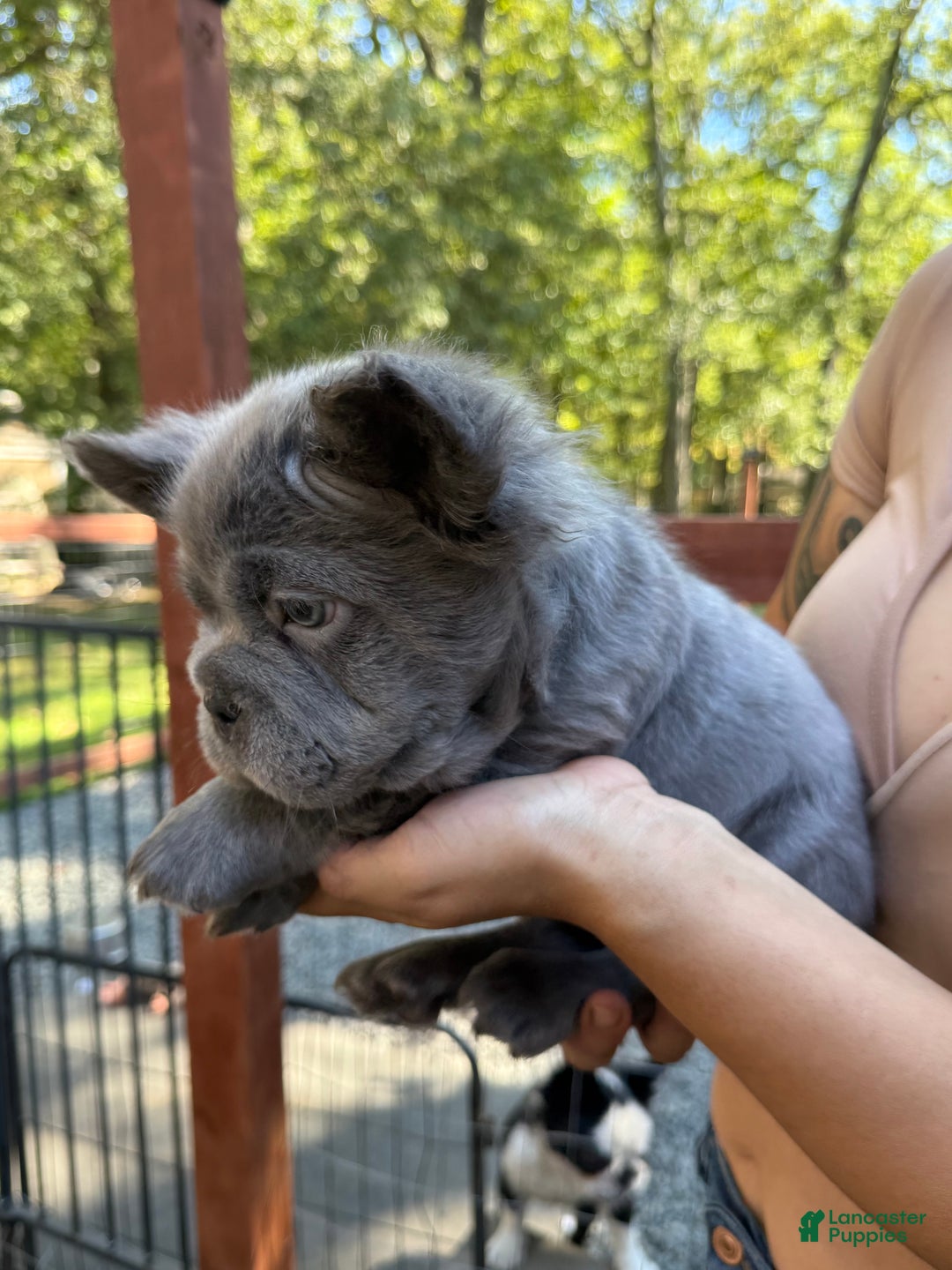 French Bulldog dogs for sale: French Bulldog Lilac - Ad 1