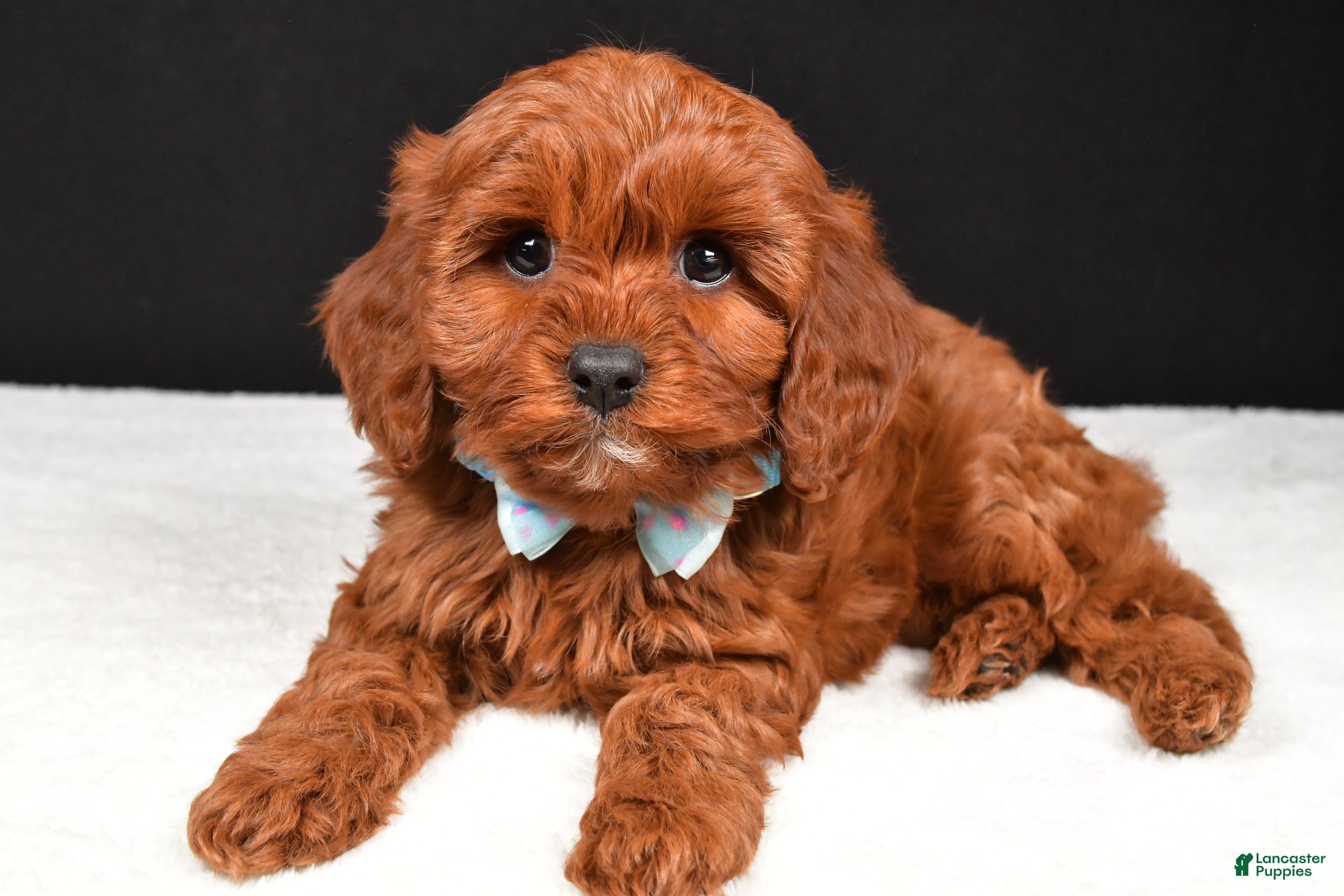 Cavapoo dogs Benji - Ad 1