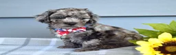 Cockapoo dogs for sale: Oreo - Ad 10