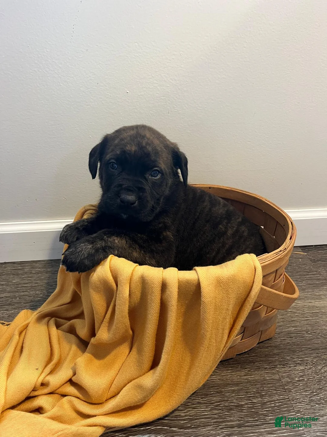 English Mastiff dogs for sale: Huck - Ad 3
