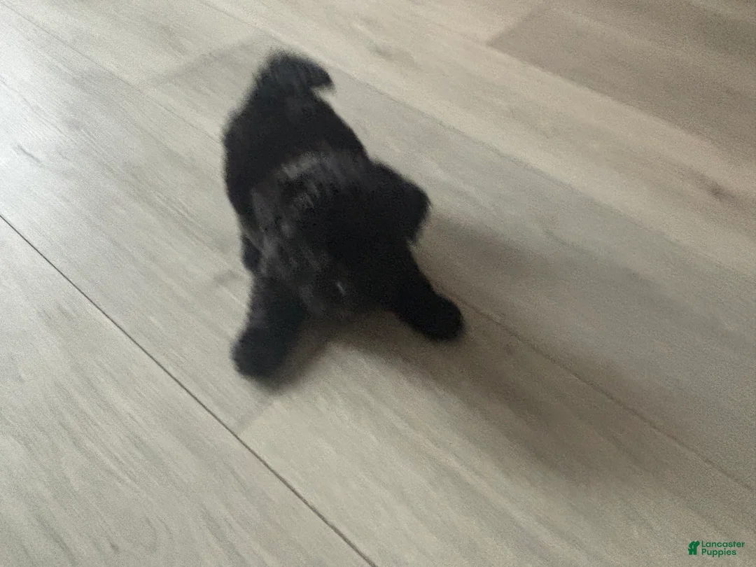 Maltipoo dogs for sale: Maltipoo Puppy 1 - Ad 1