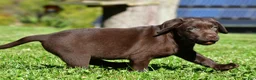 Labrador Retriever dogs for sale: Charles - Ad 10