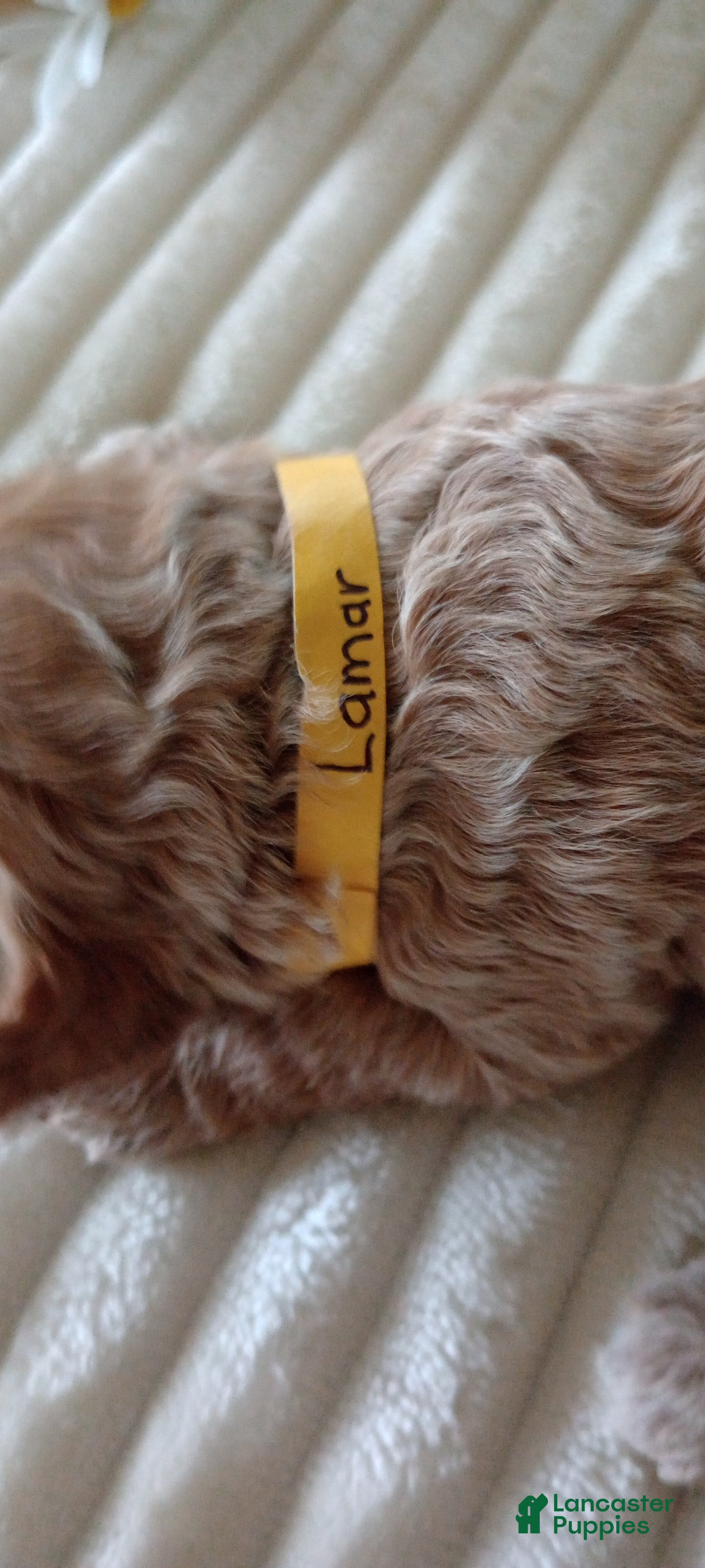 Mini Goldendoodle dogs for sale: Mr. Lamar - Ad 39