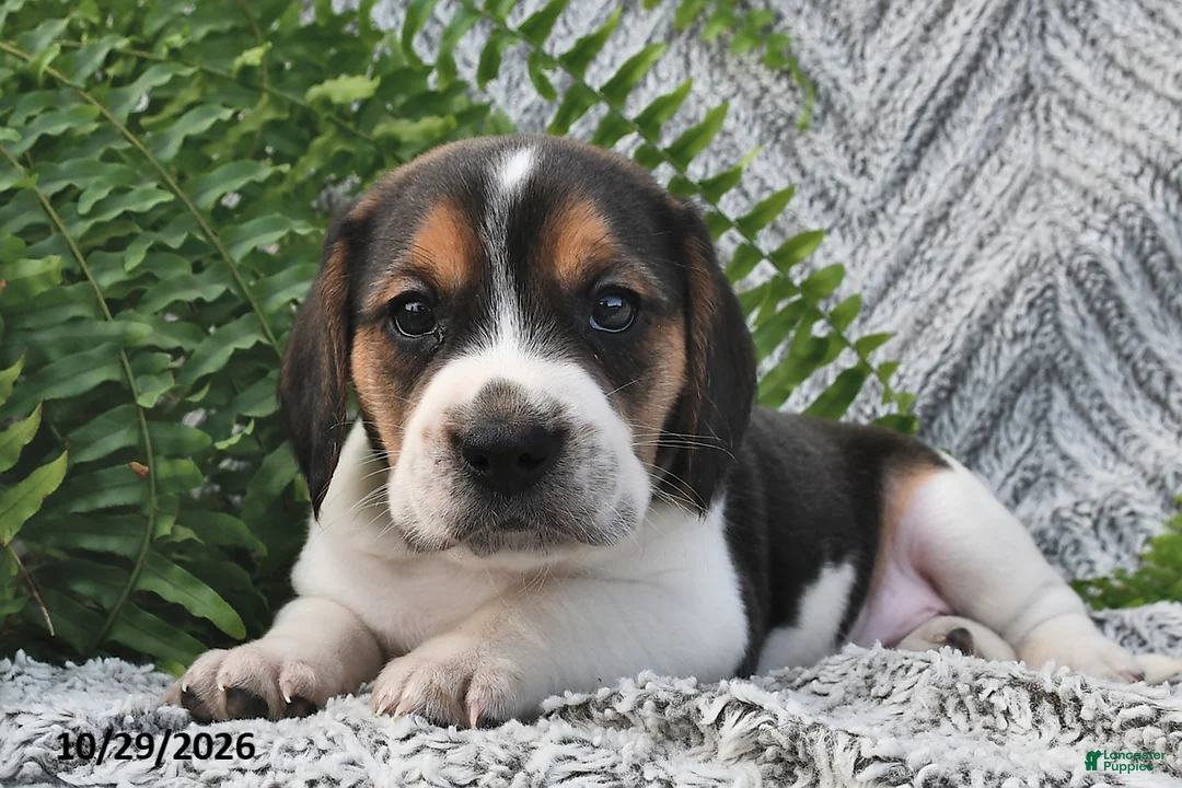 Mixed Breed dogs for sale: Lincoln  - Ad 1
