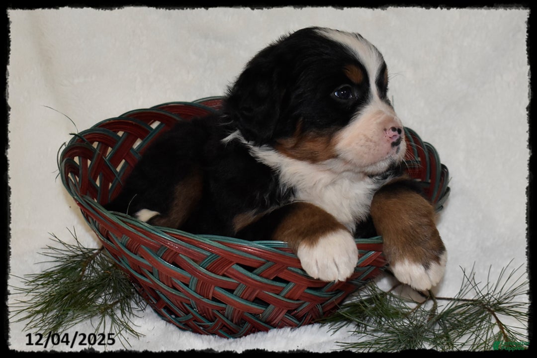 Bernese Mountain Dog dogs for sale: Toyota - Ad 2