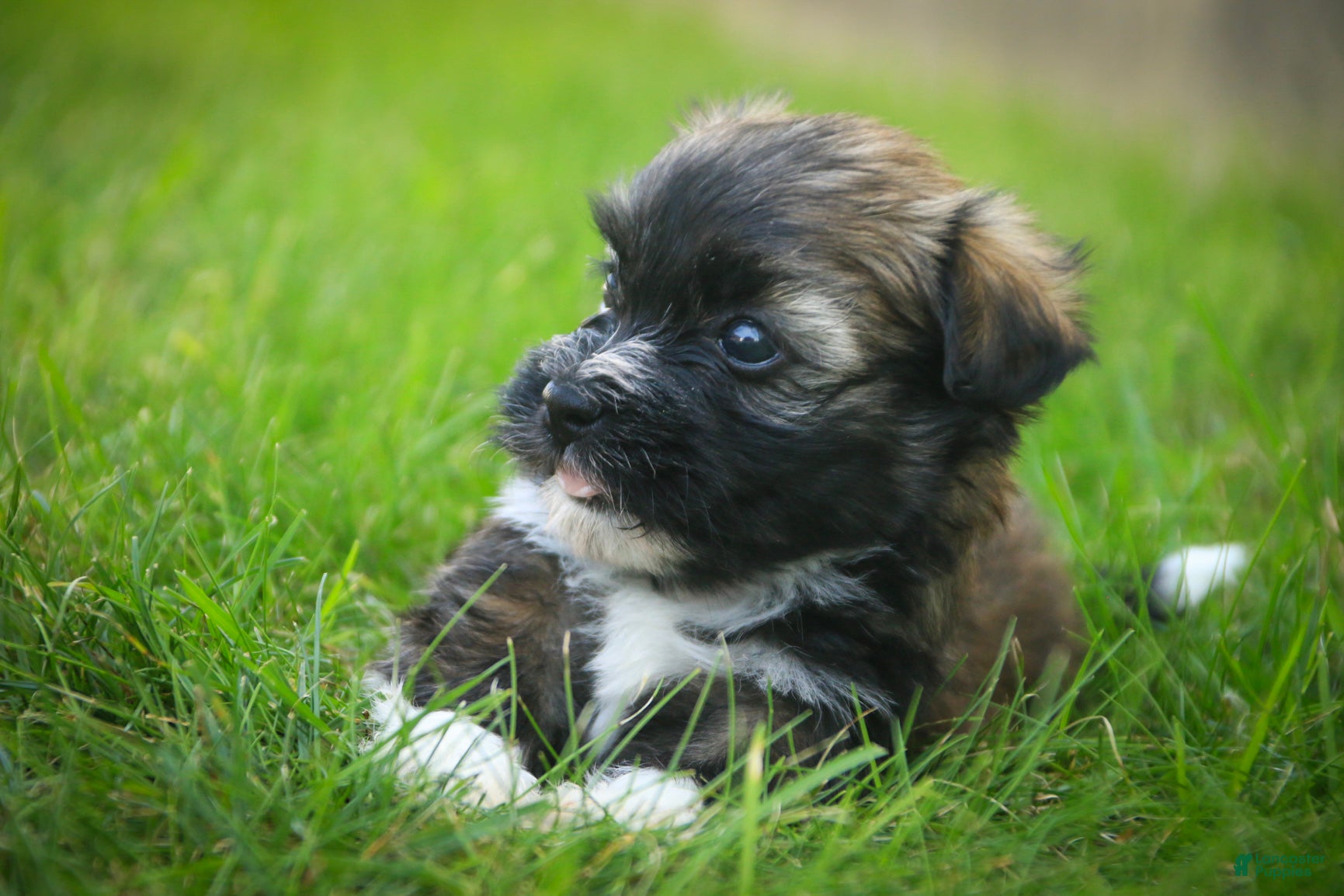 Havanese dogs Blitz Havanese  - Ad 2