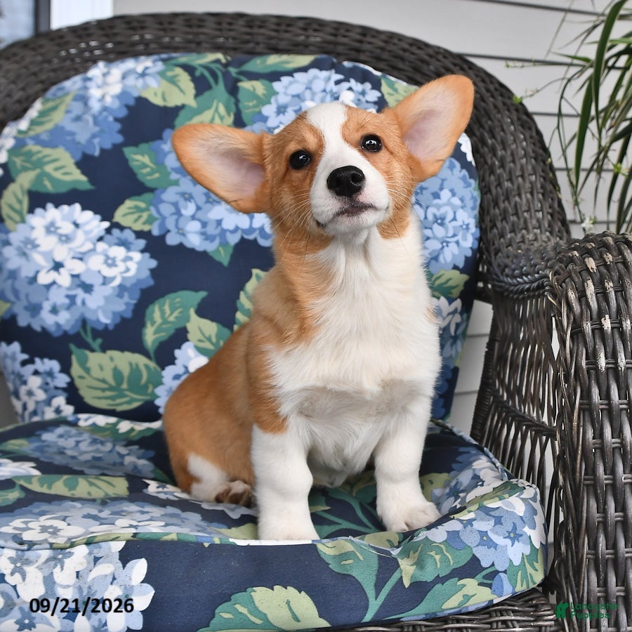 Welsh Corgi Pembroke dogs Anna - Ad 2