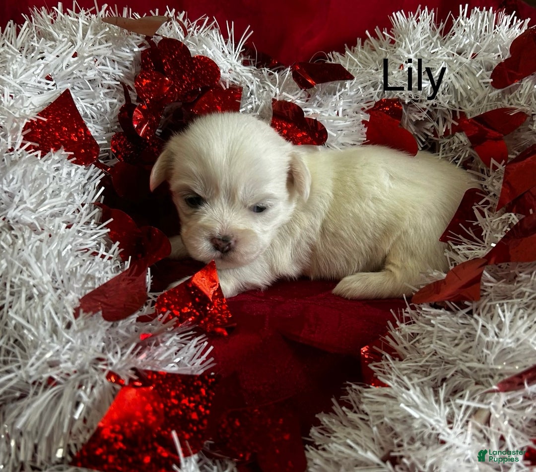 Lhasa Apso dogs for sale: Lhasa Apso Puppy 3 - Ad 1