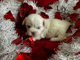 Lhasa Apso dogs Lhasa Apso Puppy 3 - Ad 5