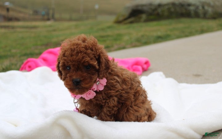 Toy Poodle dogs McKenna  - Ad 2