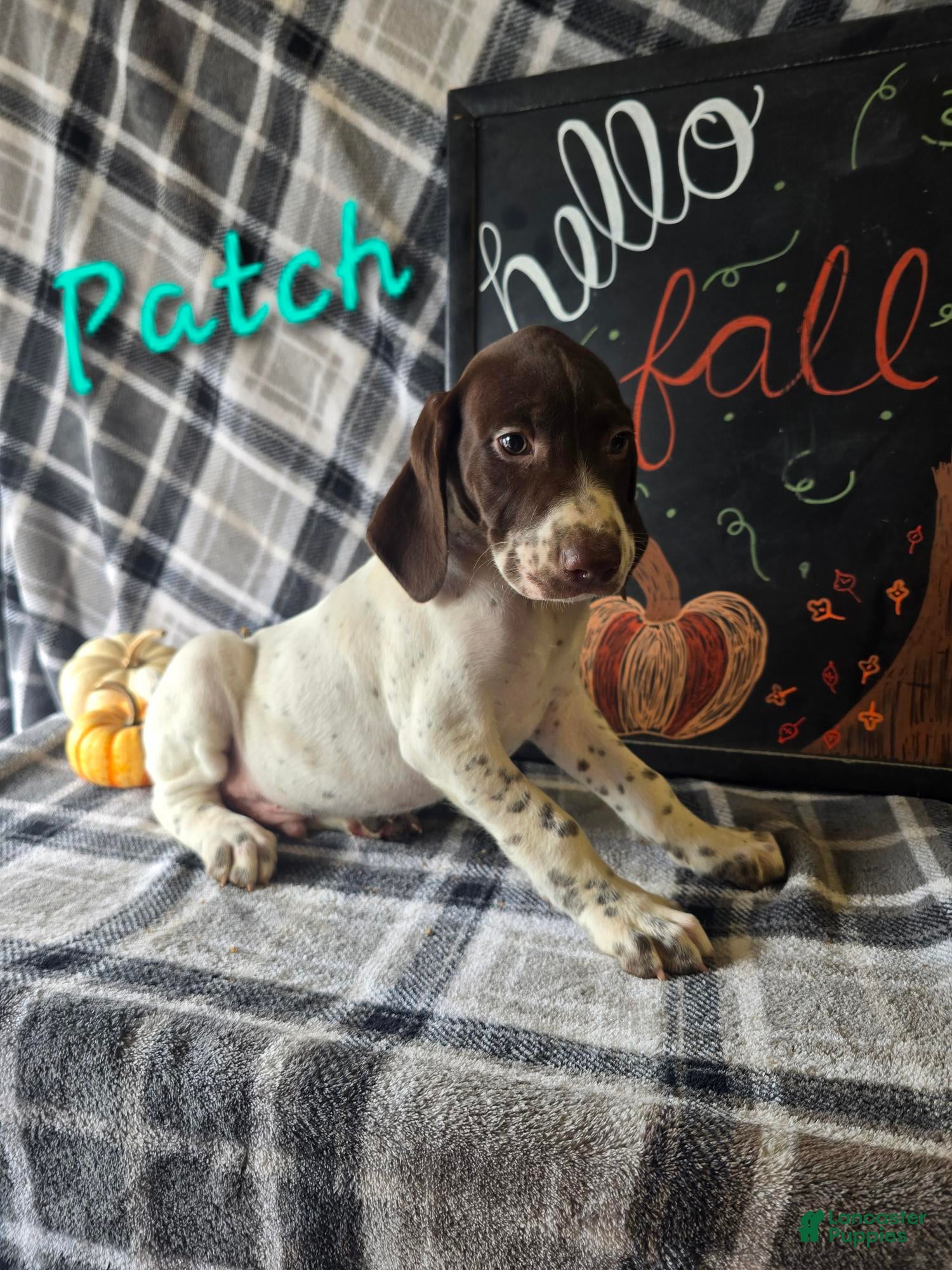 German Shorthaired Pointer dogs for sale: PATCH - Ad 26