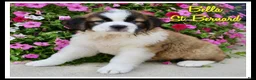 Saint Bernard dogs for sale: Bella - Ad 1