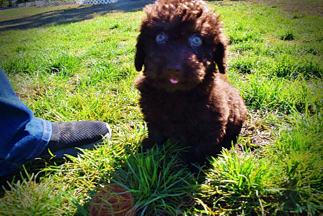 Havapoo dogs for sale: Izzy - Ad 15