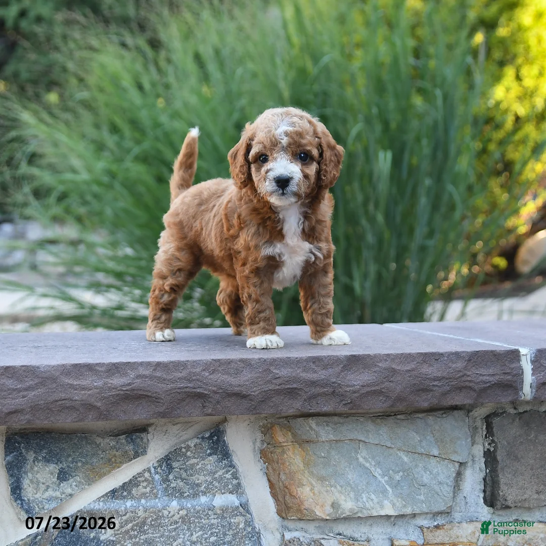 Toy Poodle dogs for sale: Liberty - Ad 1