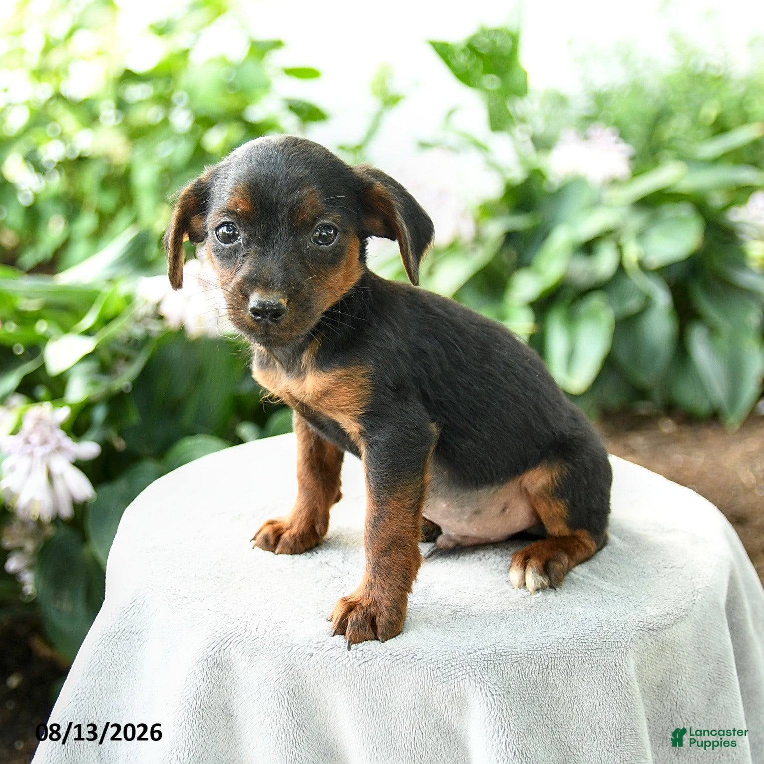 Yorkiepoo dogs Preston - Ad 2