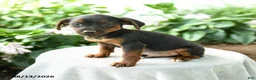 Yorkiepoo dogs for sale: Preston - Ad 2