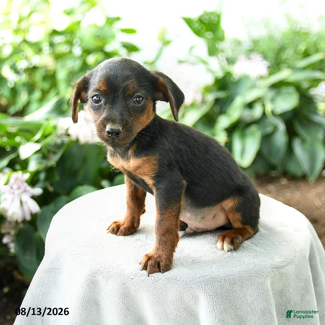 Yorkiepoo dogs for sale: Preston - Ad 2