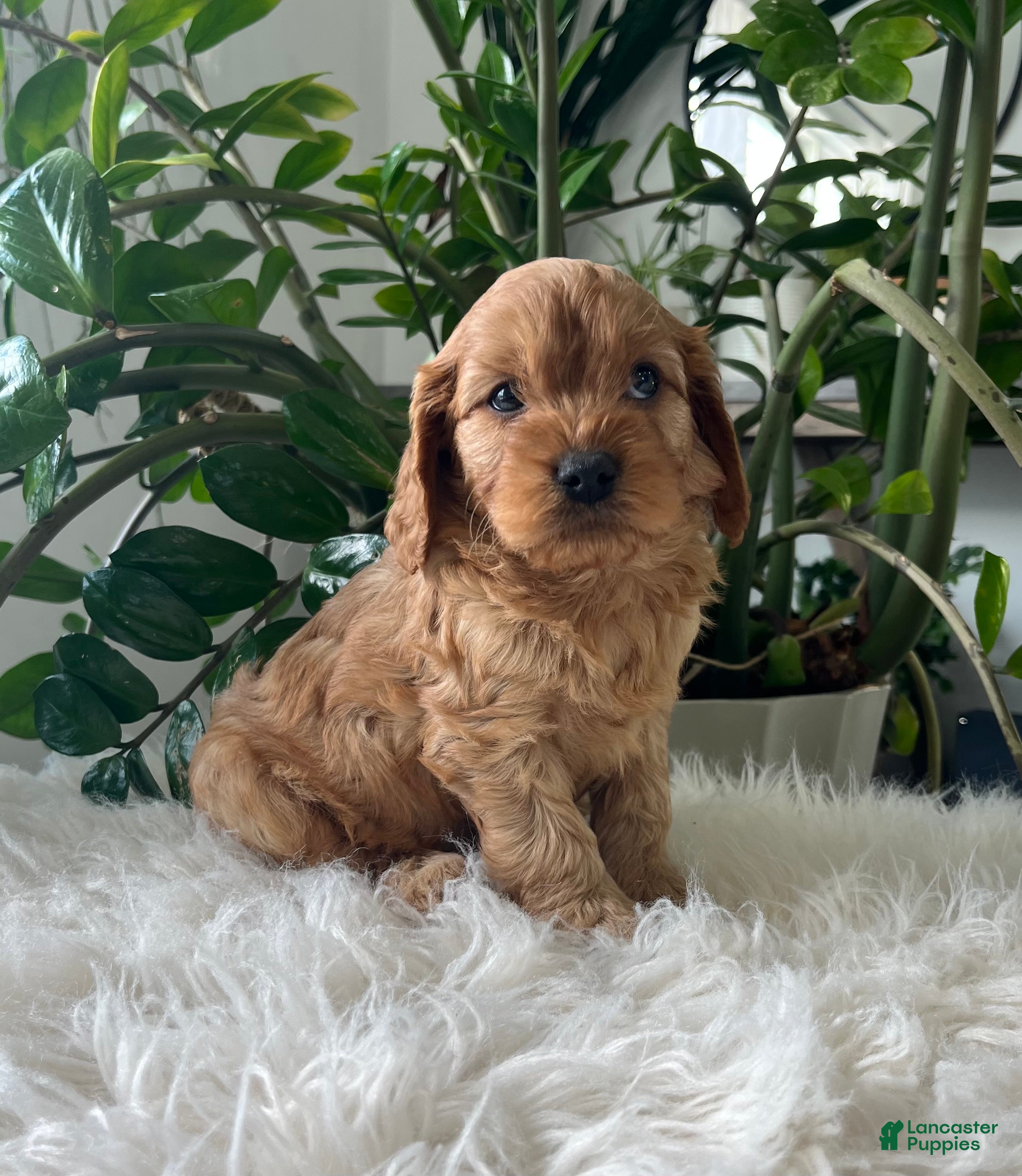 Cavapoo dogs Dexter - Ad 1