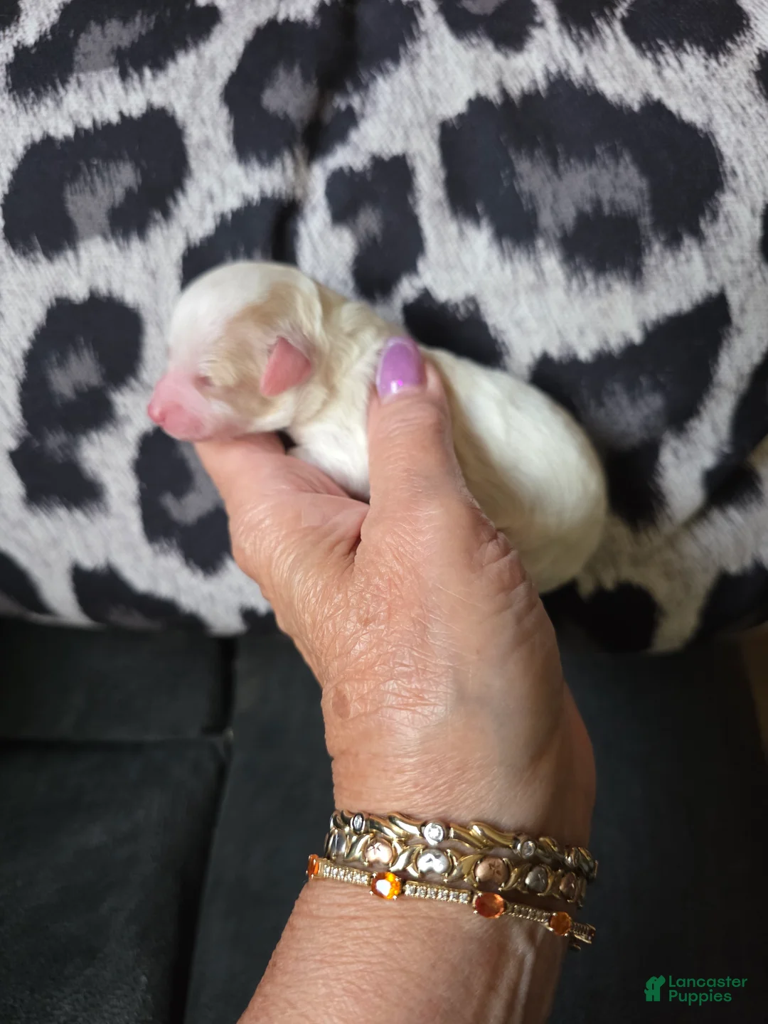 Toy Poodle dogs for sale: AKC SWEET PUMPKIN 🎃  - Ad 2