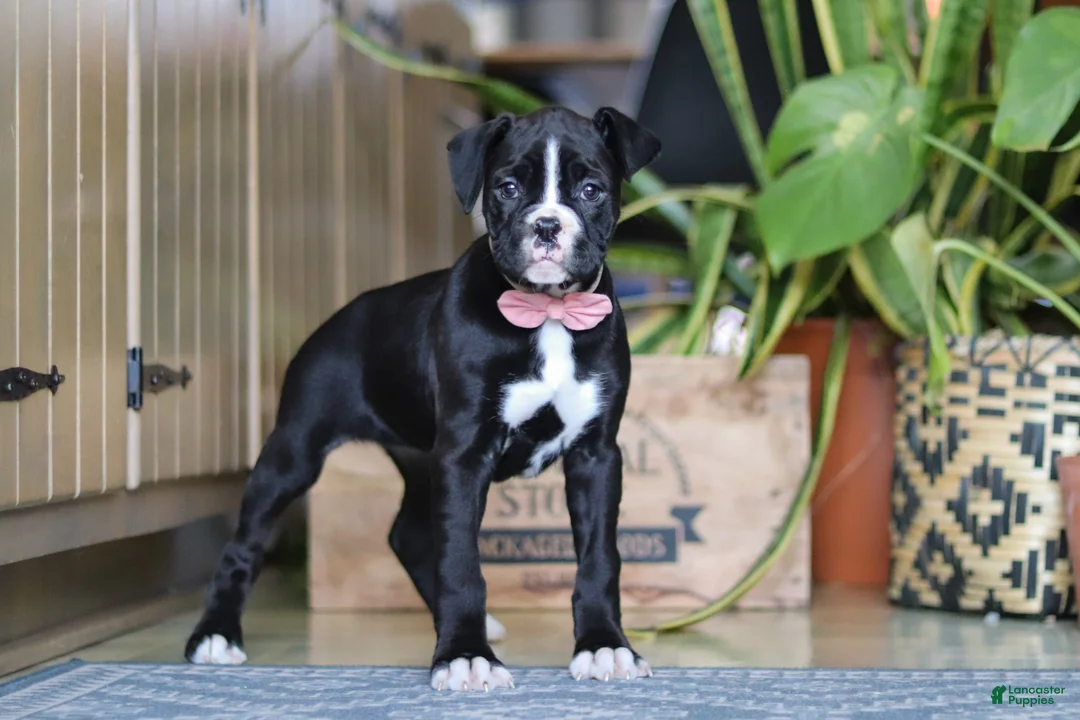 Boxer dogs for sale: Sammy - Ad 5