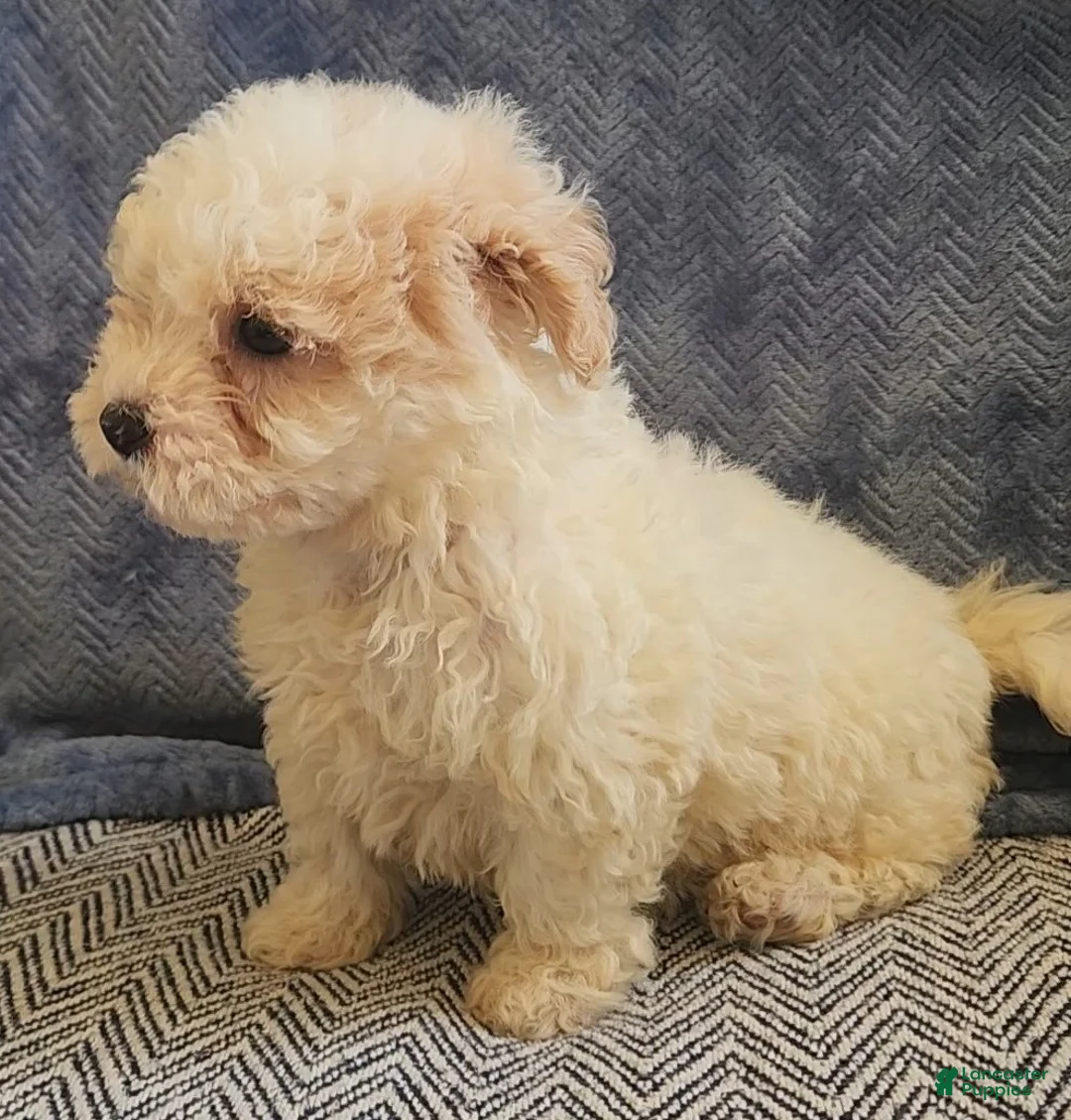 Mixed Breed dogs for sale: Ray - Ad 5
