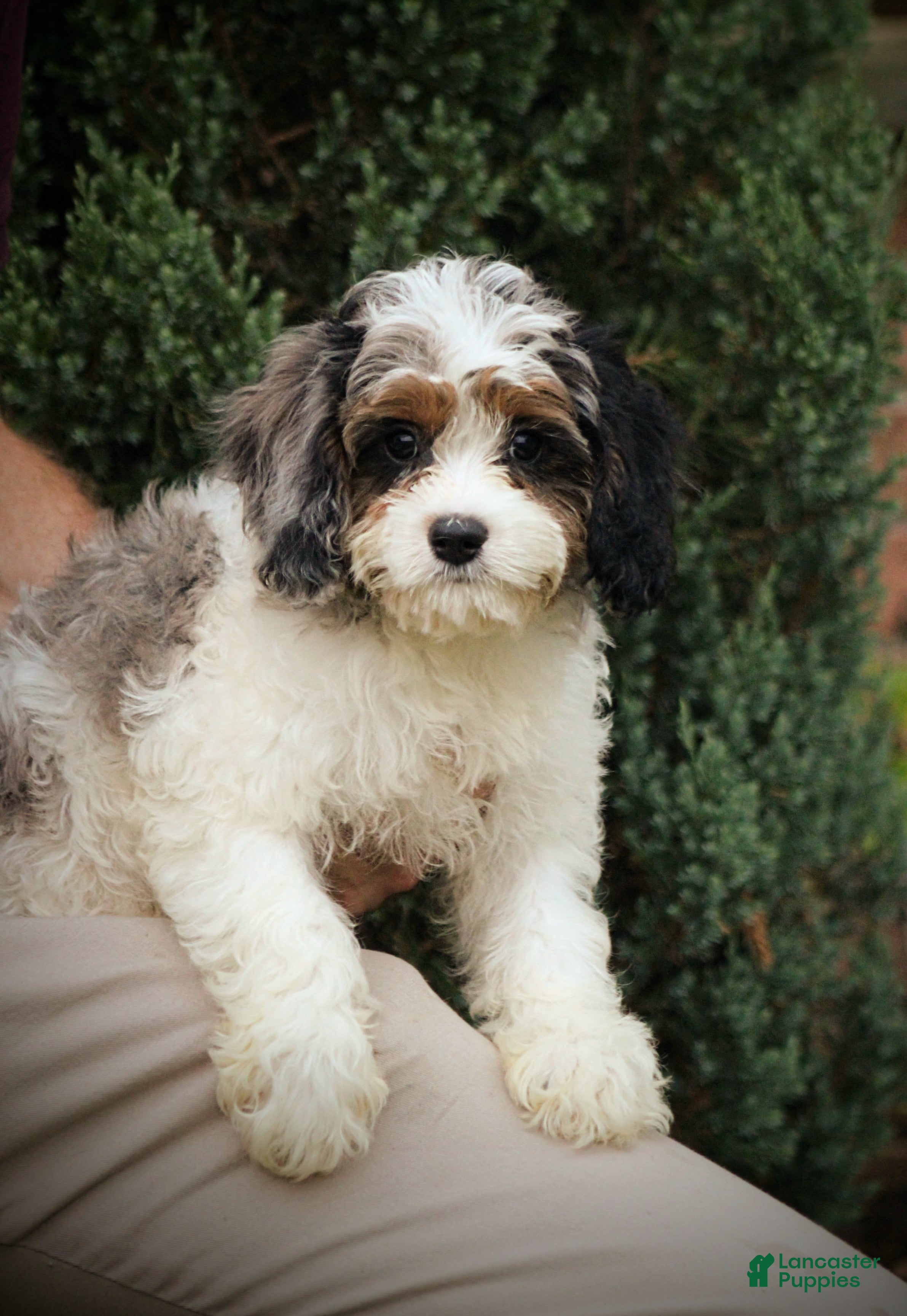 Cavapoo dogs Rambo - Ad 2