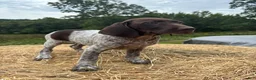German Shorthaired Pointer dogs for sale: German Shorthaired Pointer 5 - Ad 5