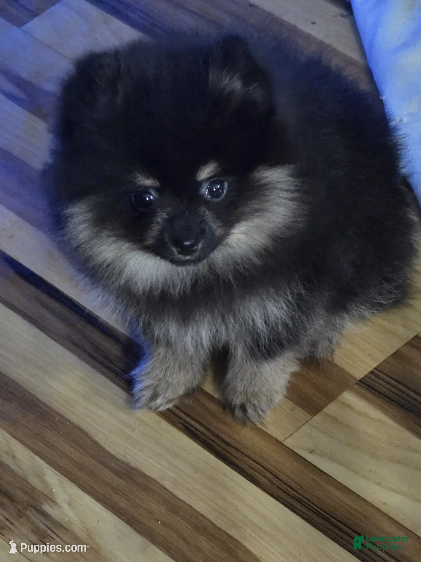 Pomeranian dogs Akc Molly  - Ad 17