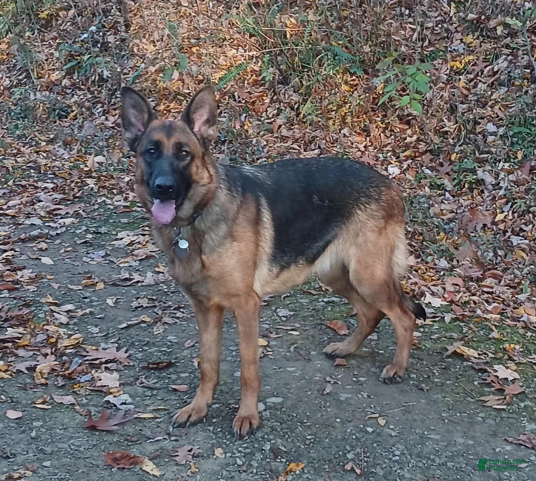 German Shepherd dogs for sale: Female White Ribbon - Ad 2