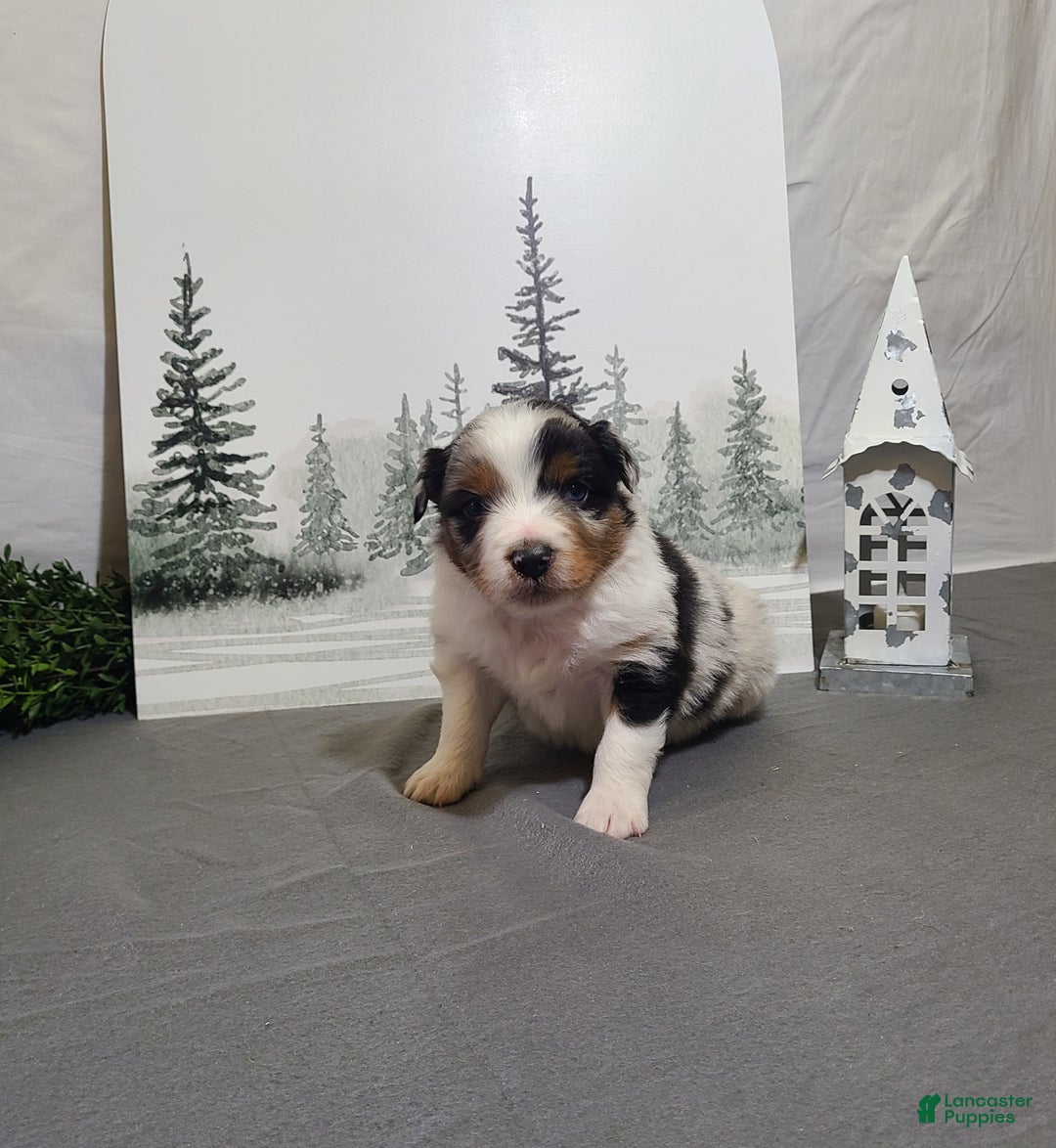 Miniature Australian Shepherd dogs for sale: Alex - Ad 3