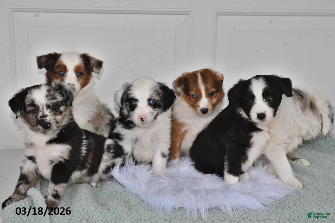 Aussiedoodle dogs for sale: Annie - Ad 2