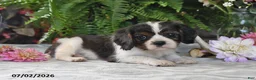 Cavalier King Charles Spaniel dogs for sale: Jefferson - Ad 5