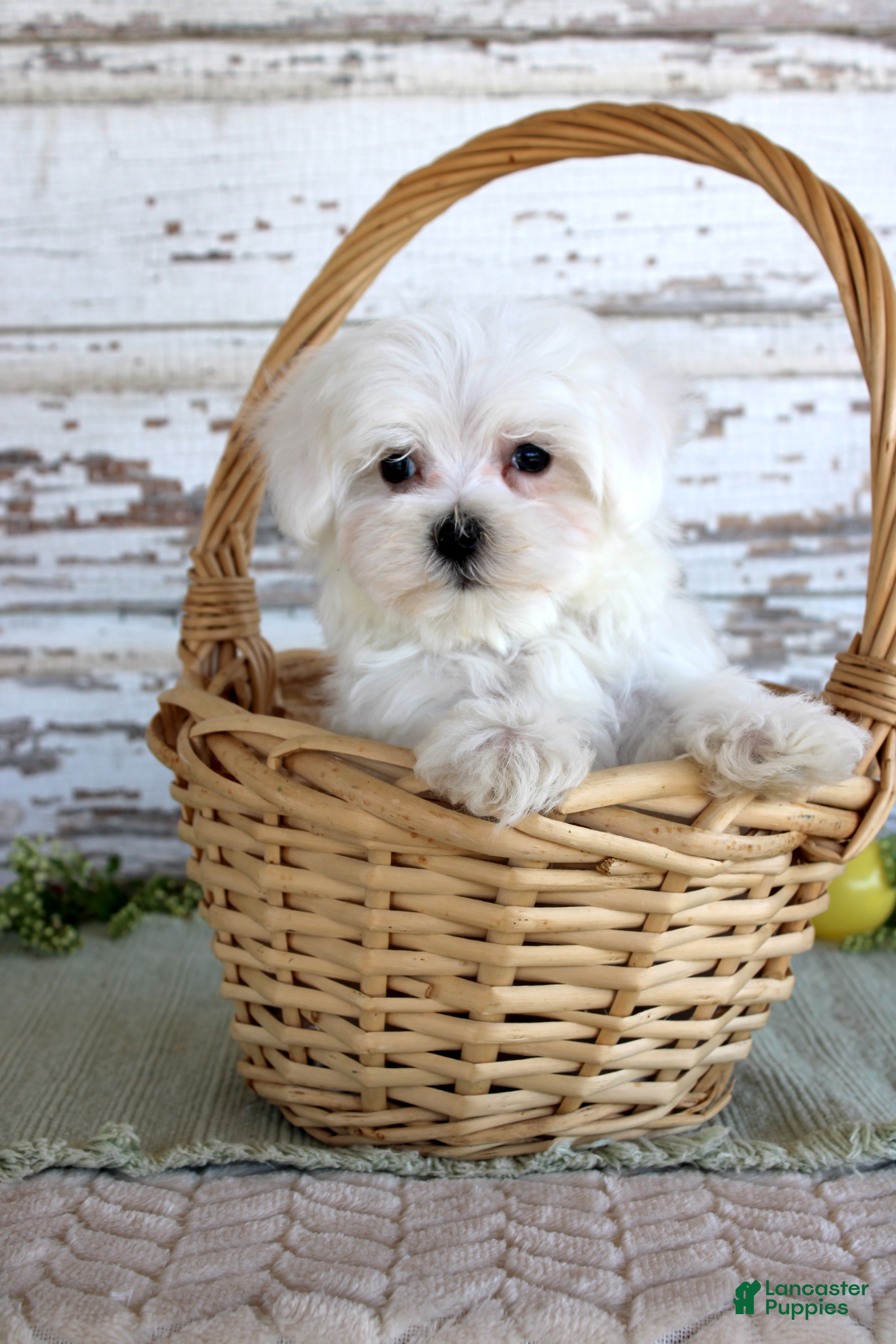 Maltese dogs Tango - Ad 16