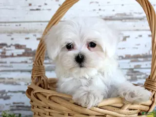 Maltese dogs Tango - Ad 16