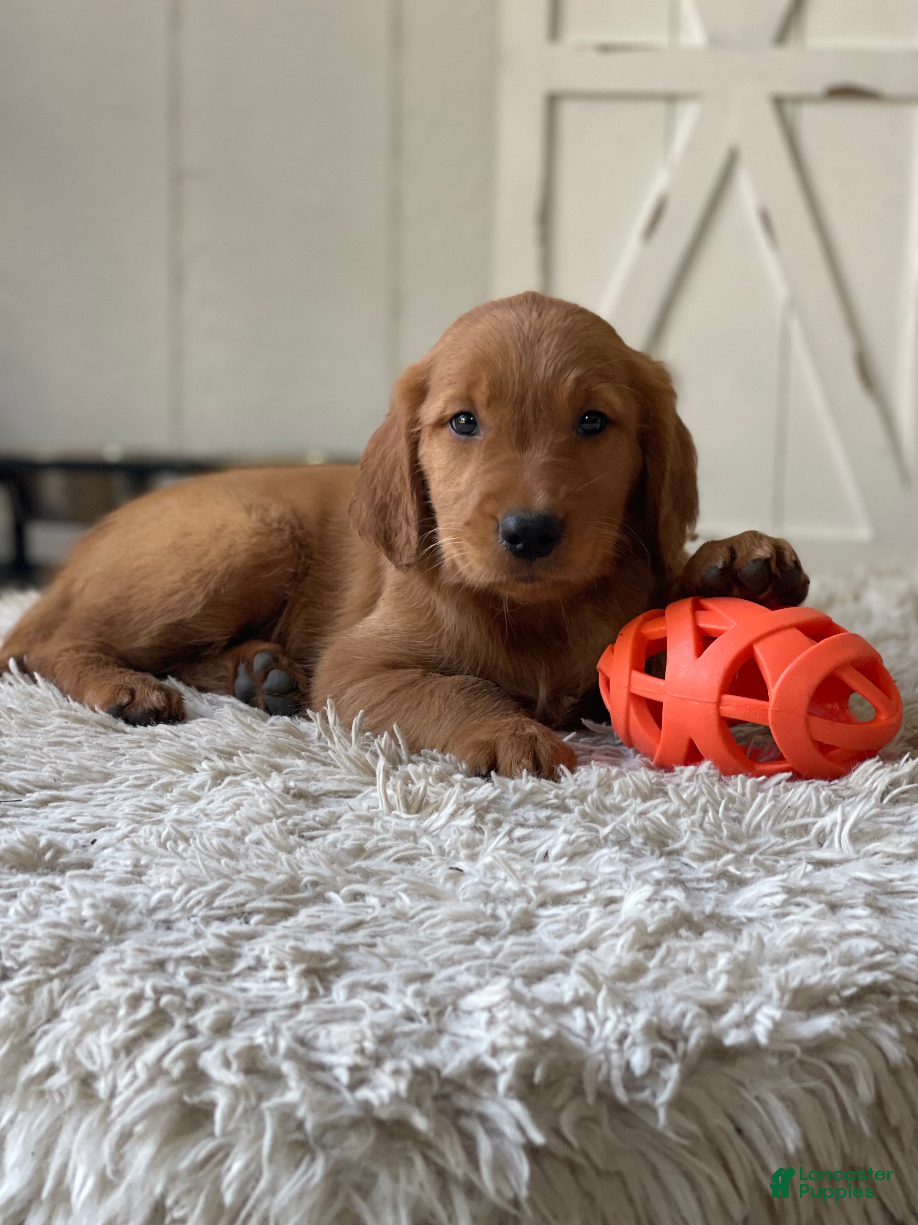 Cooper (Golden Retriever, Male) in Bartlett, IL