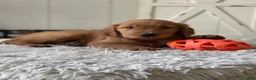 Golden Retriever dogs for sale: Cooper - Ad 1