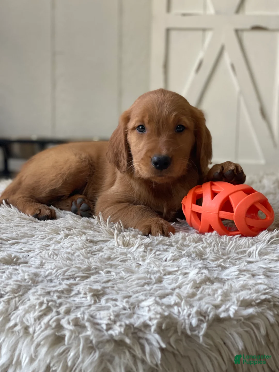 Golden Retriever dogs for sale: Cooper - Ad 1